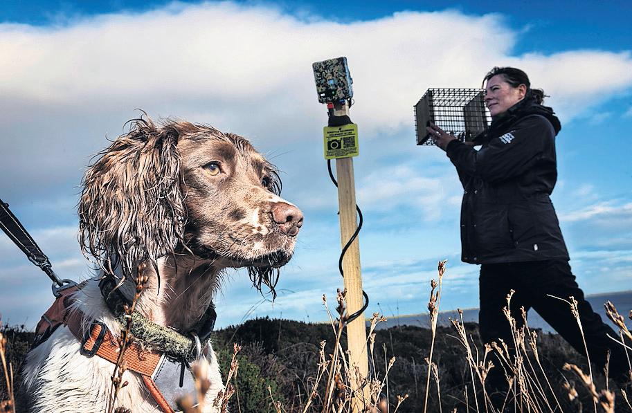 AI helping to rid islands of stoats
