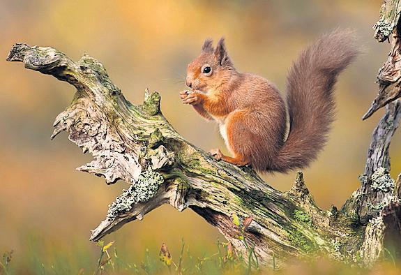 Britain one of the least 'nature connected' nations, study finds