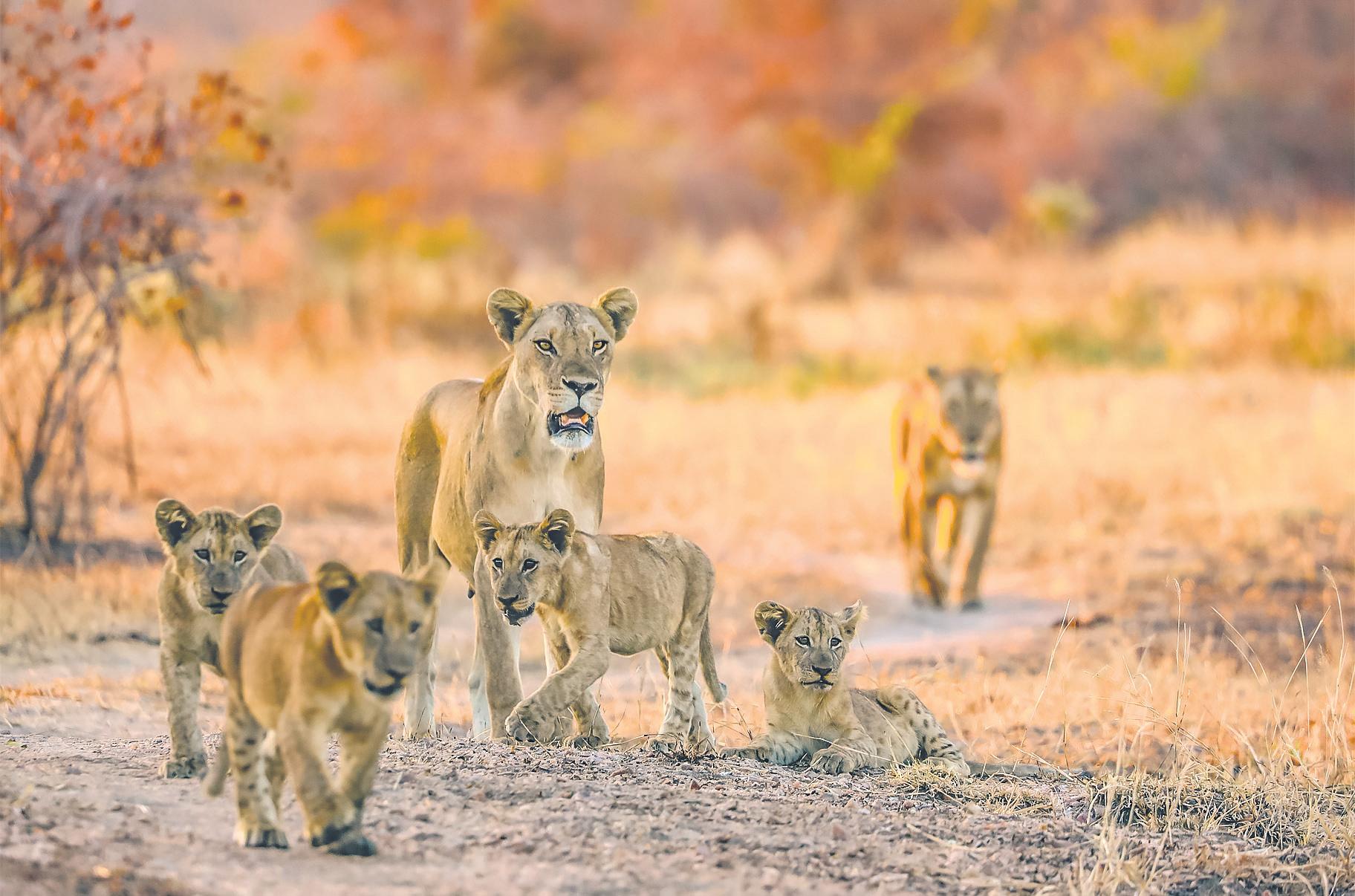 Attenborough nature series reels in viewers using tricks of TV dramas like Adolescence