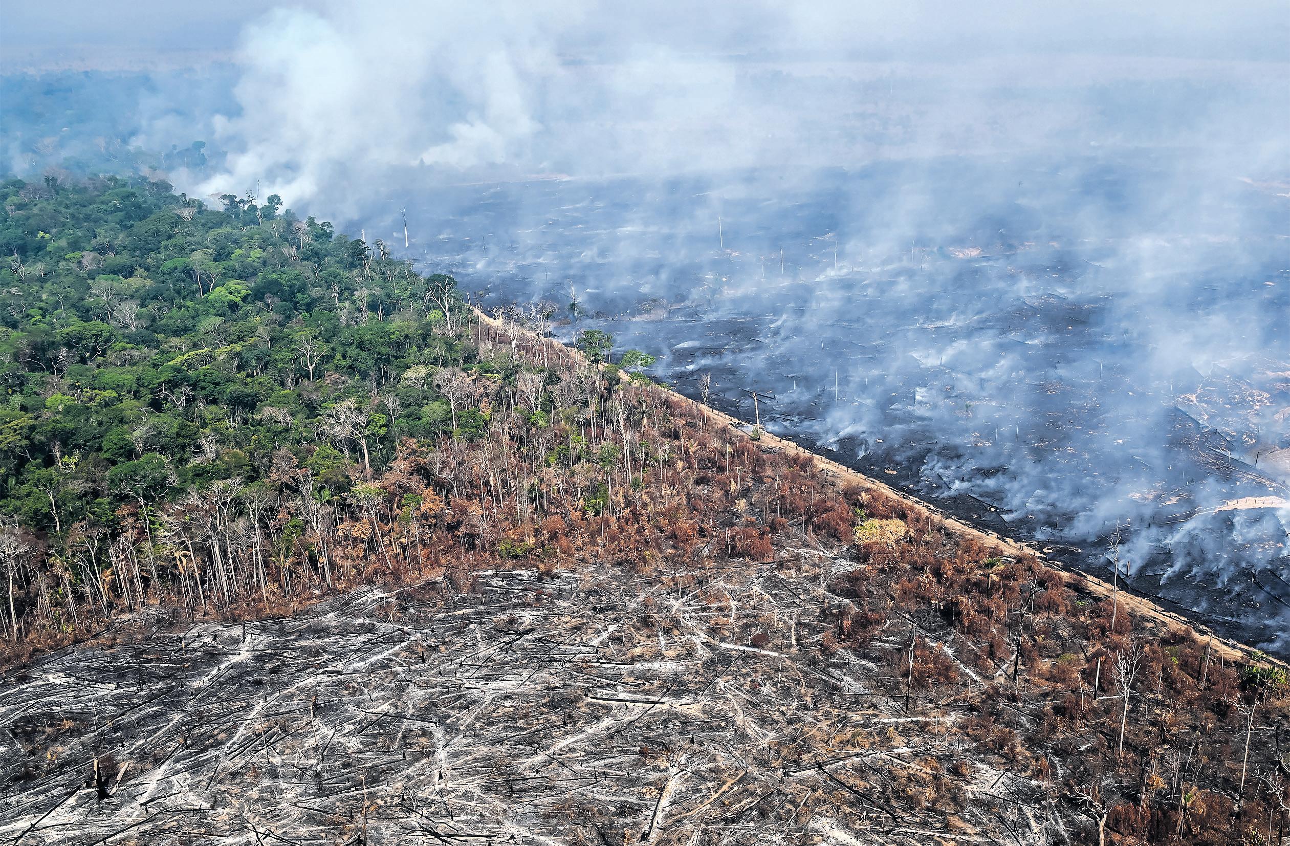 'It's a game changer' Officials seek to rally Cop30 behind global forest fund