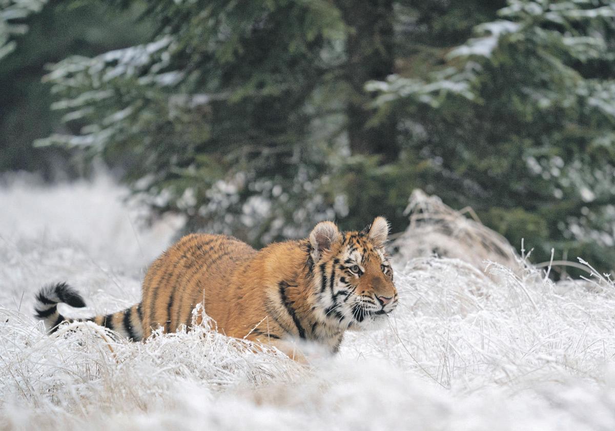 "The tigers are hungry' The world's largest big cat sows fear in Siberia