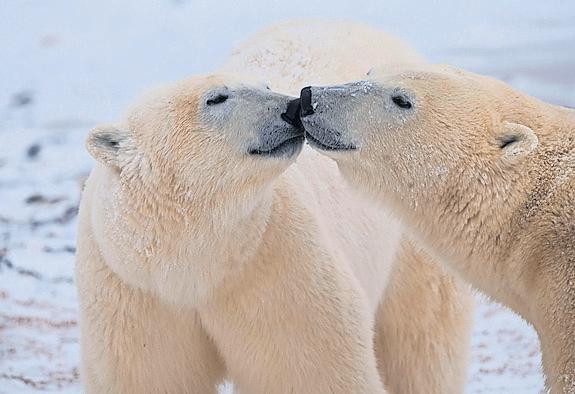 Neanderthals and early humans probably kissed, say scientists