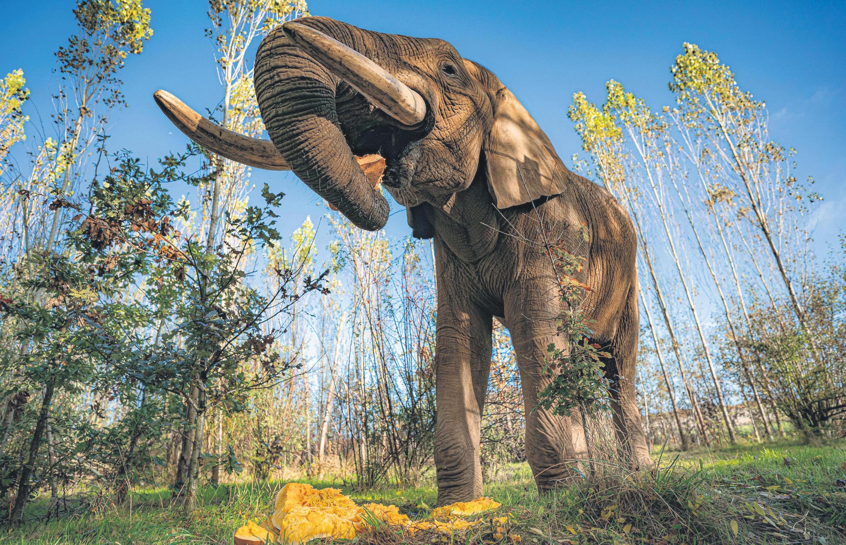 What makes a good zoo?