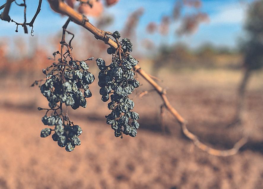 Grapes of wrath: crisis-hit French vineyards appeal for help to survive
