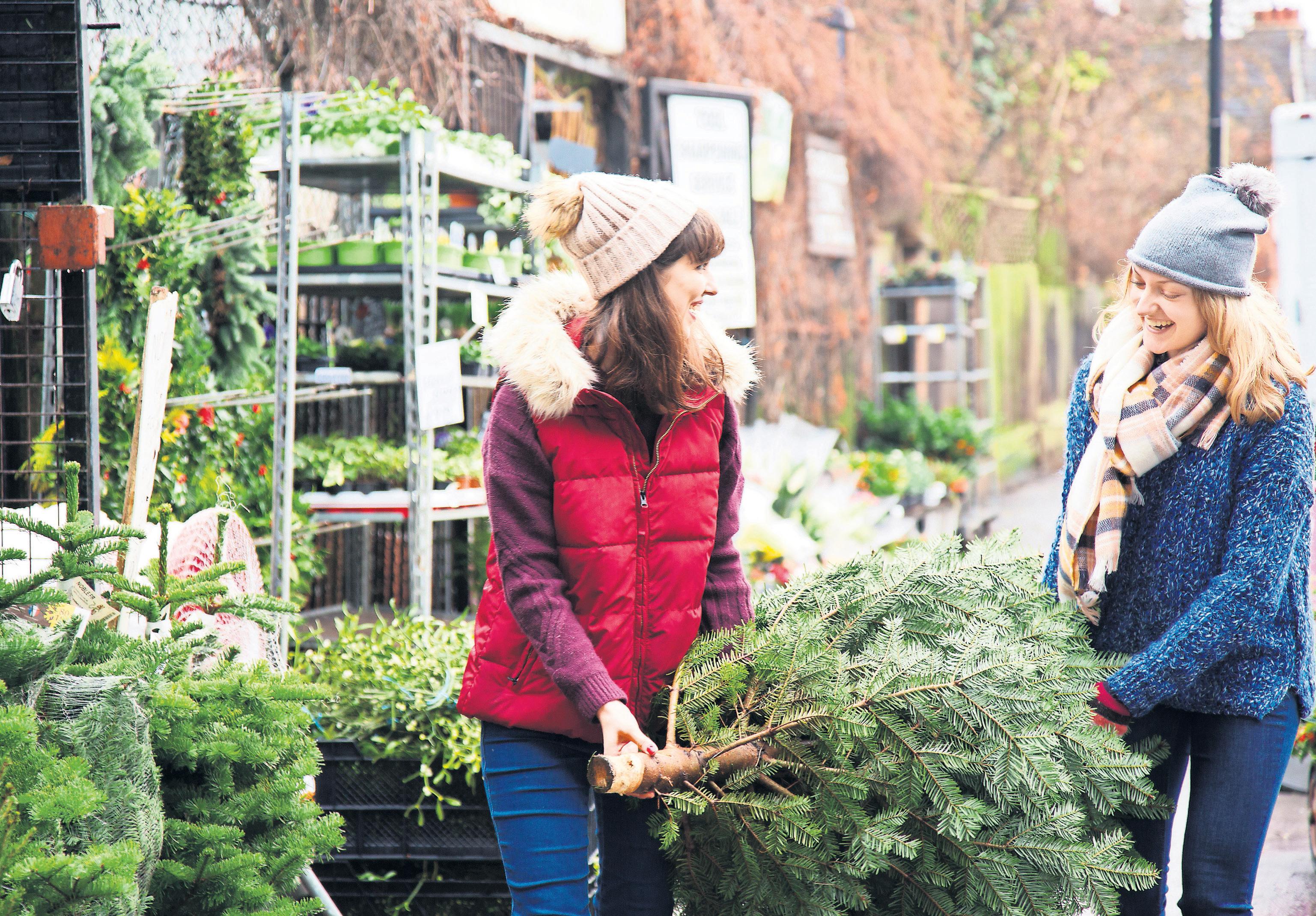 Christmas How to pick the perfect tree for the best price