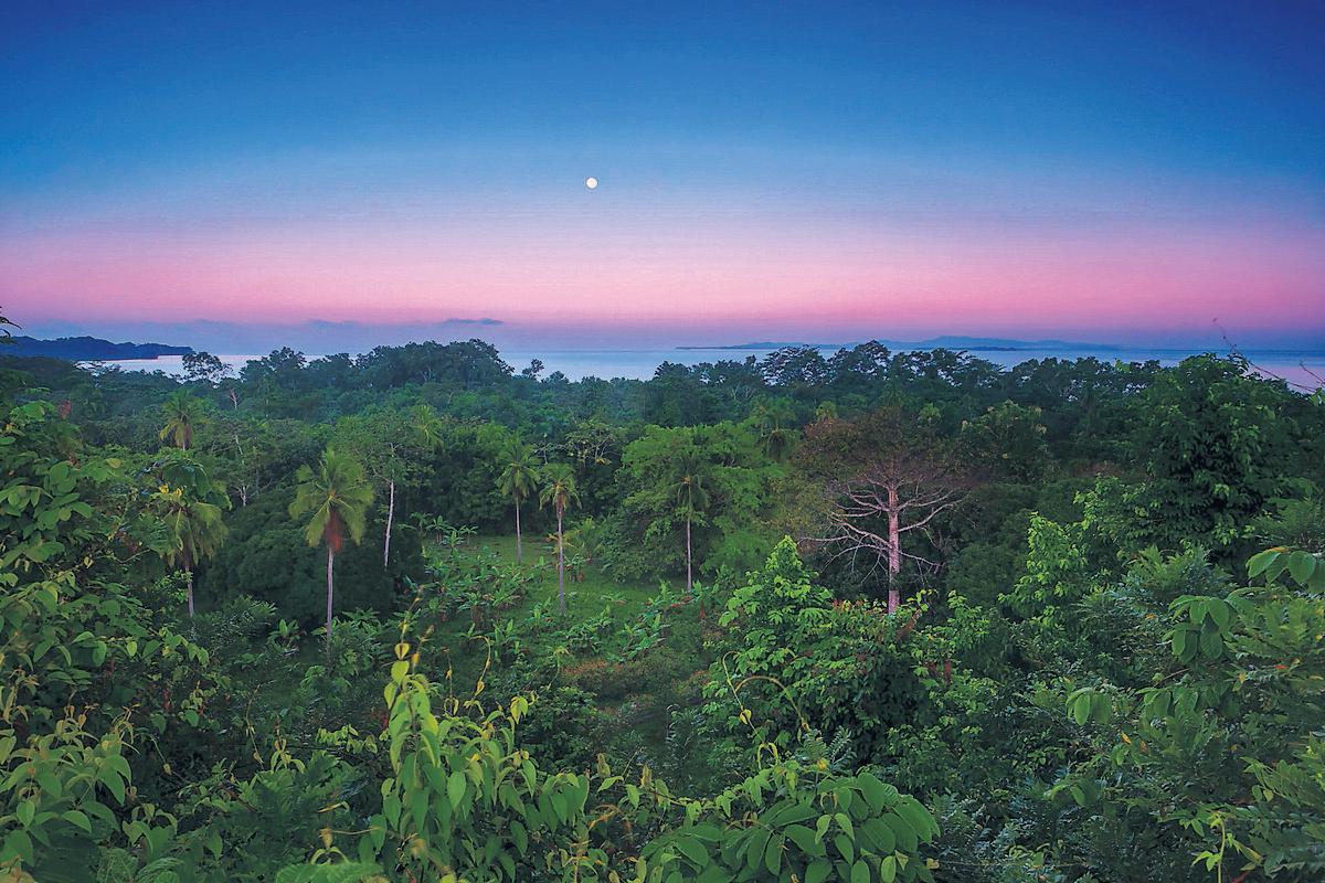 How one tropical forest turned the tide on loggers