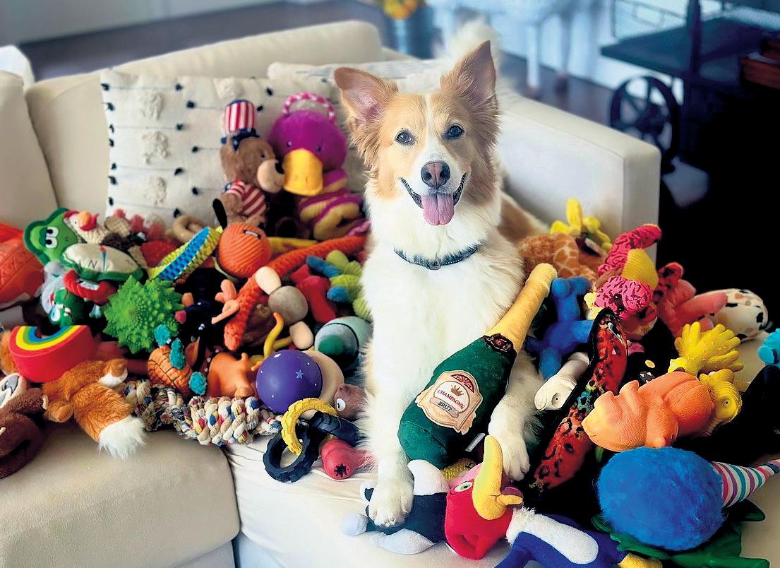 Some dogs can learn words by eavesdropping, tests suggest
