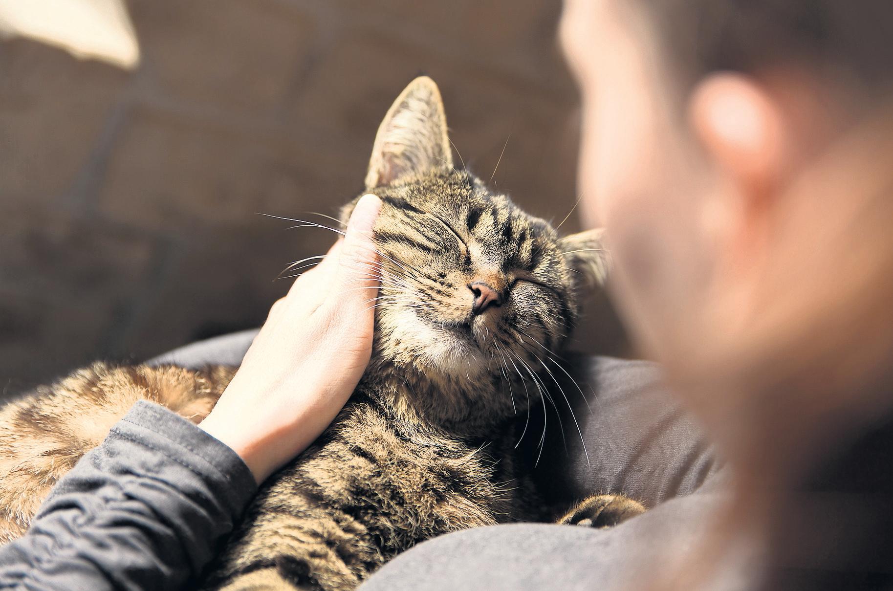 Grief for a pet 'can be as deep as for a human family member'