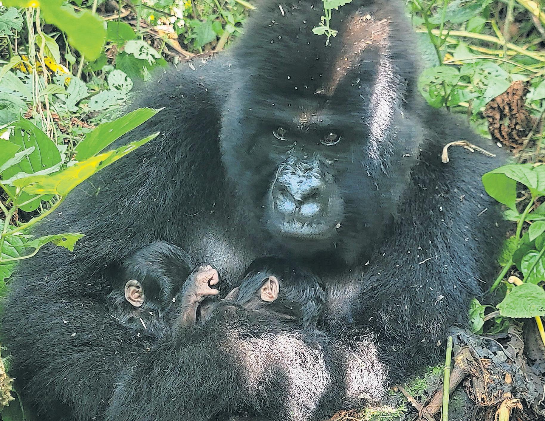 Mountain to climb Cautious joy greets rare twin gorillas