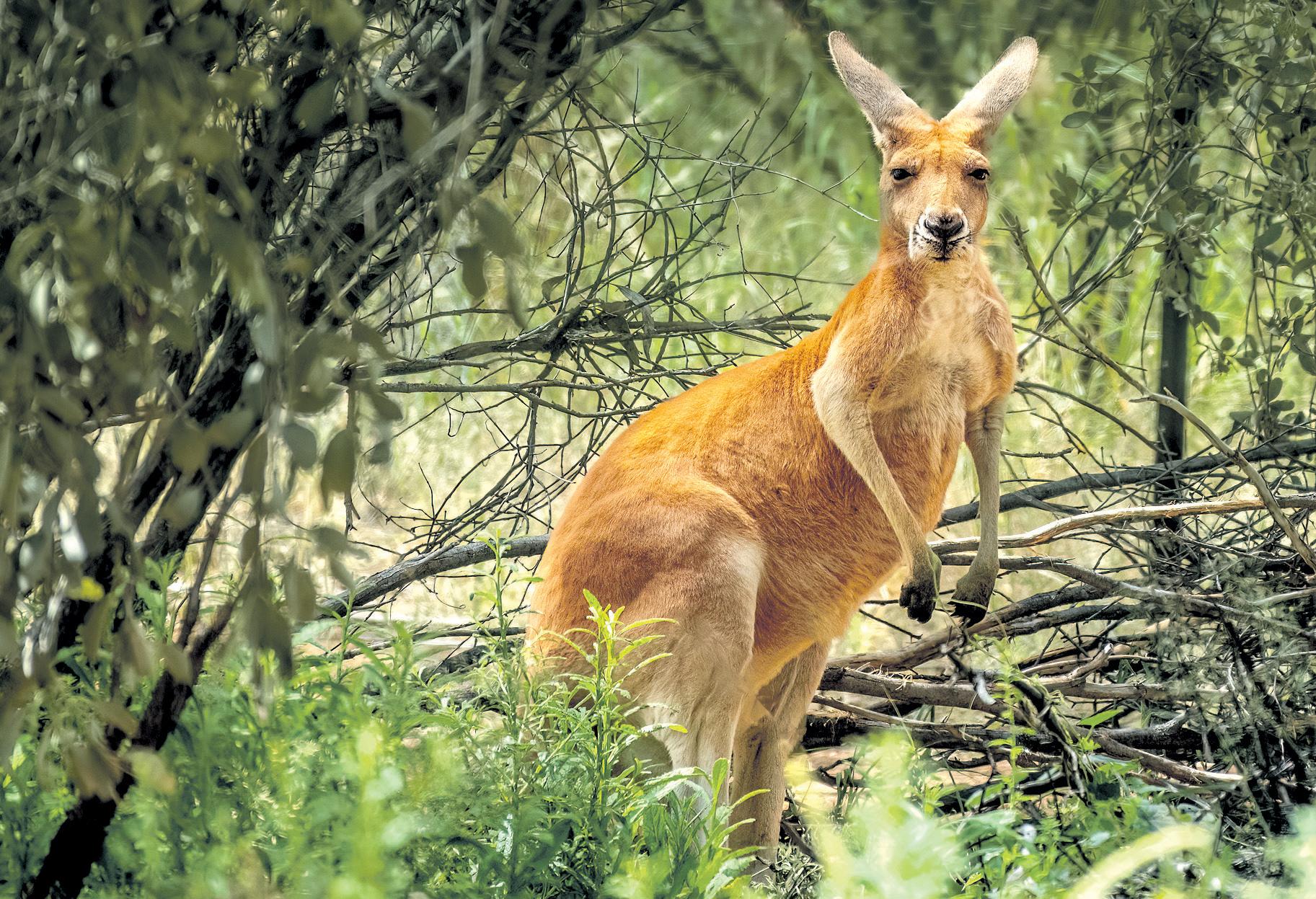 Scientific leap: how prehistoric kangaroos hopped despite their huge size