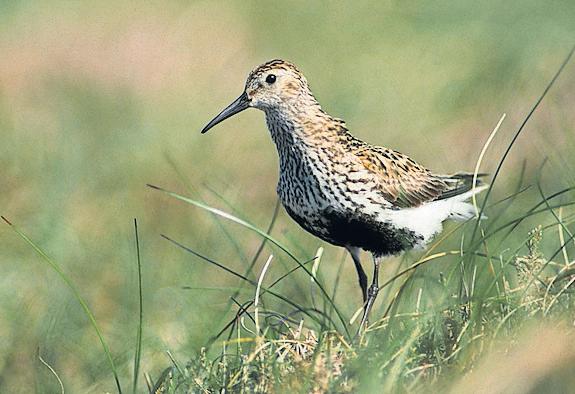 Peatland project creates habitat for one of Britain's rarest birds