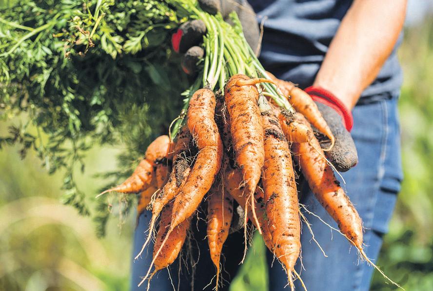 Growing pains Battle over the rise of private allotments
