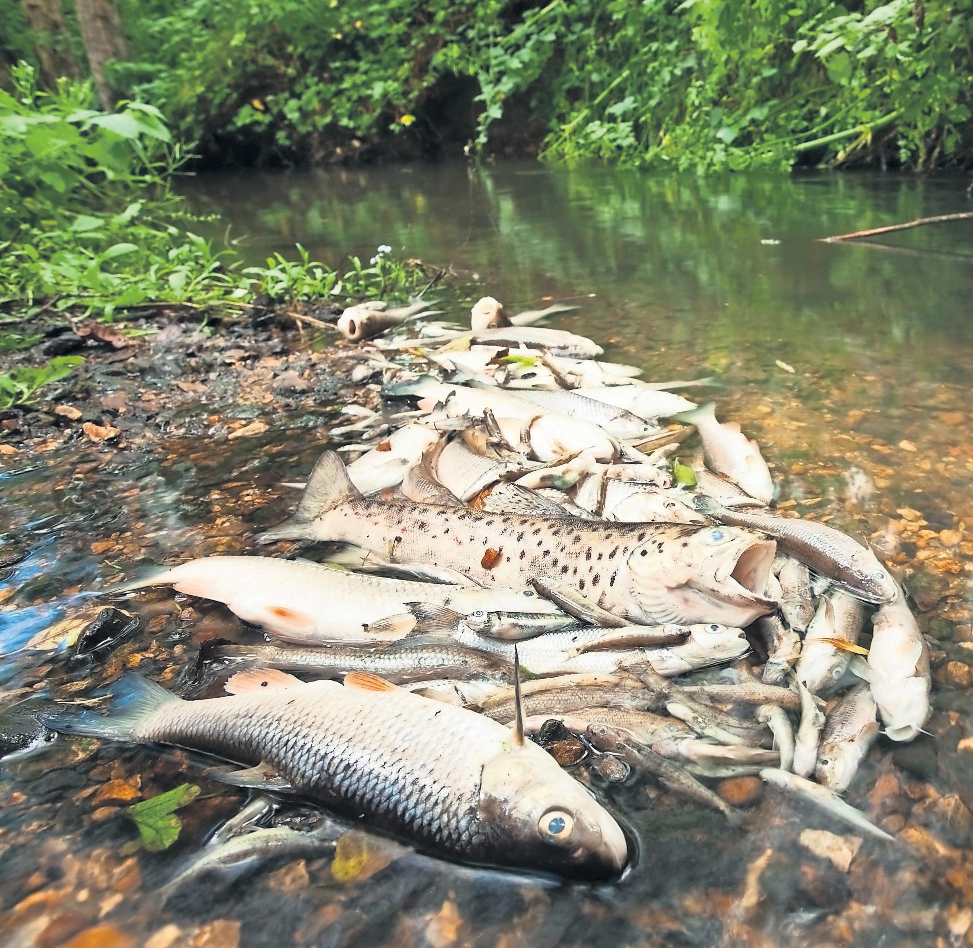 Sewage pollution