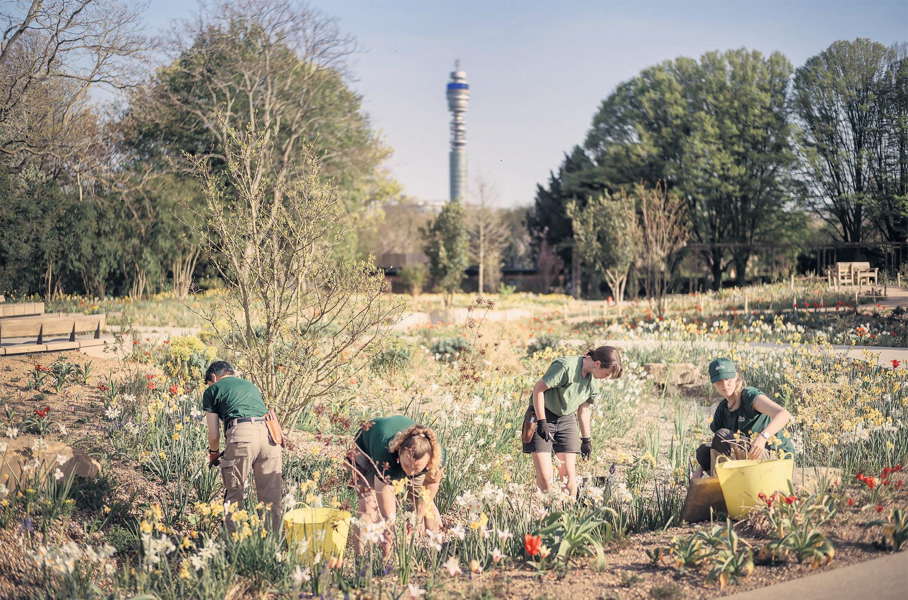 London park to provide oasis for humans and hedgehogs alike