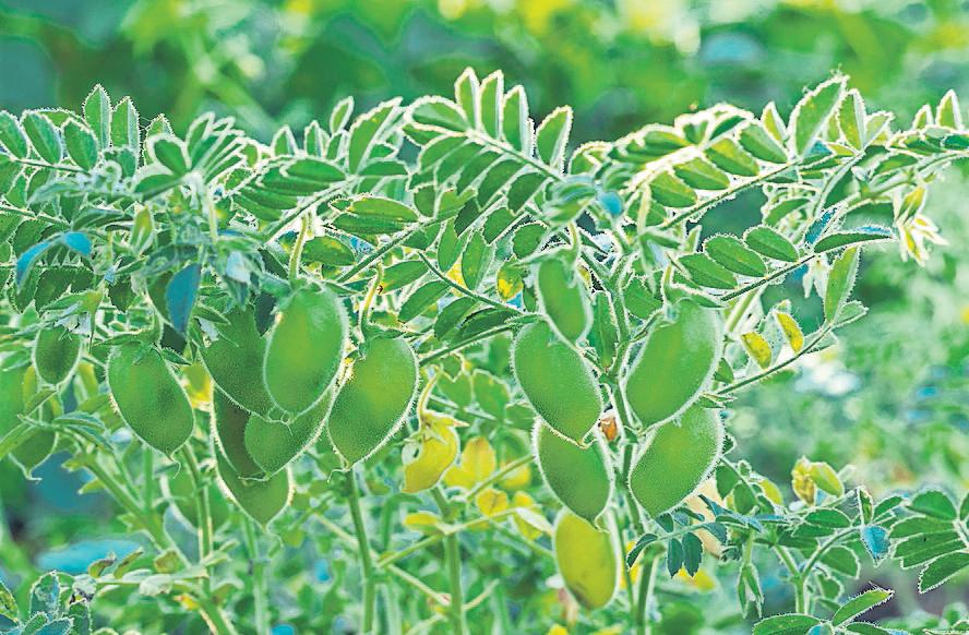 Soil study could cut farm use of fertilisers