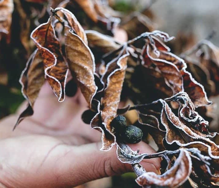 Could coffee price spike be a taste of the future?