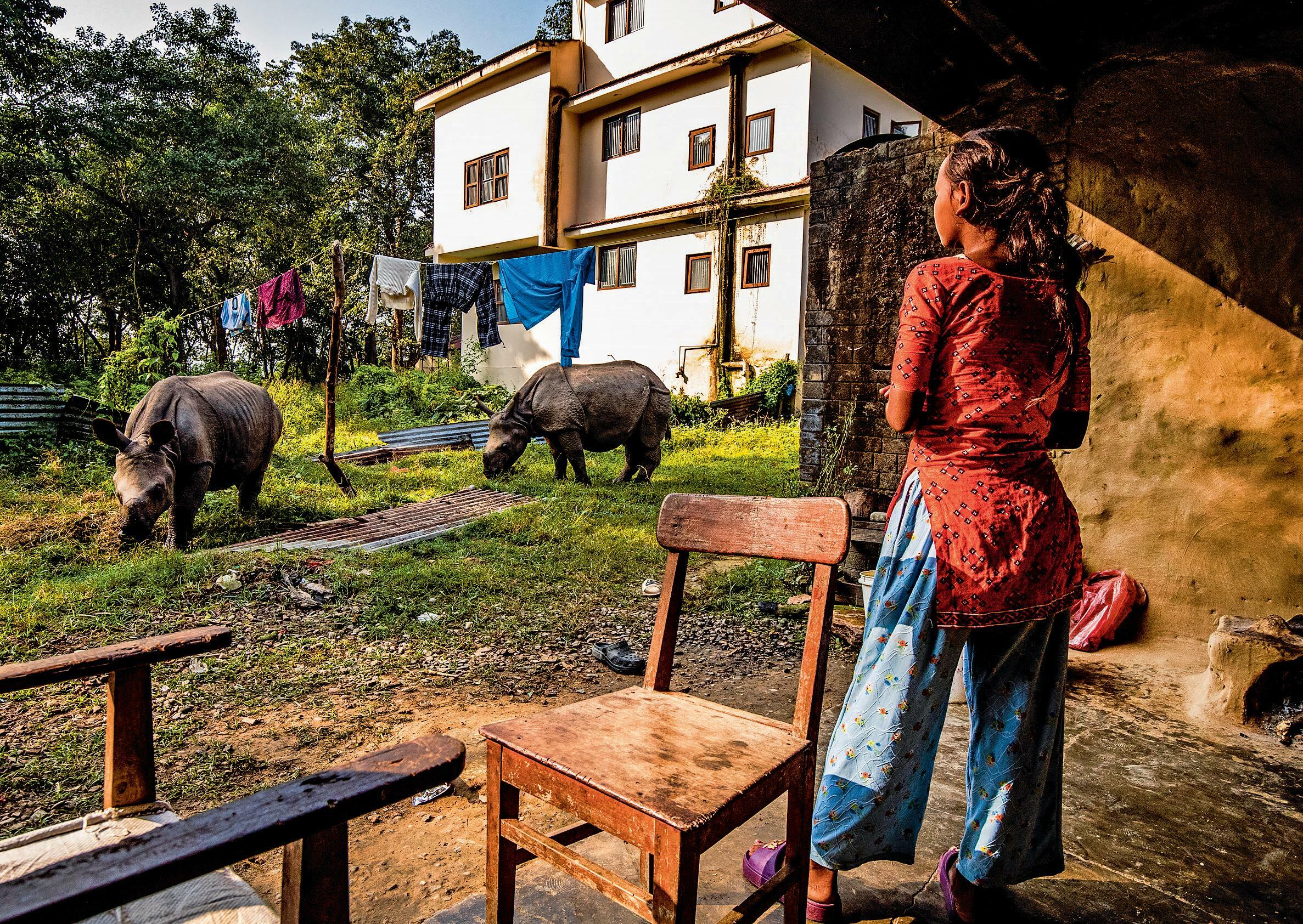 Plenty of horns The settlements where rhinoceros roam the streets