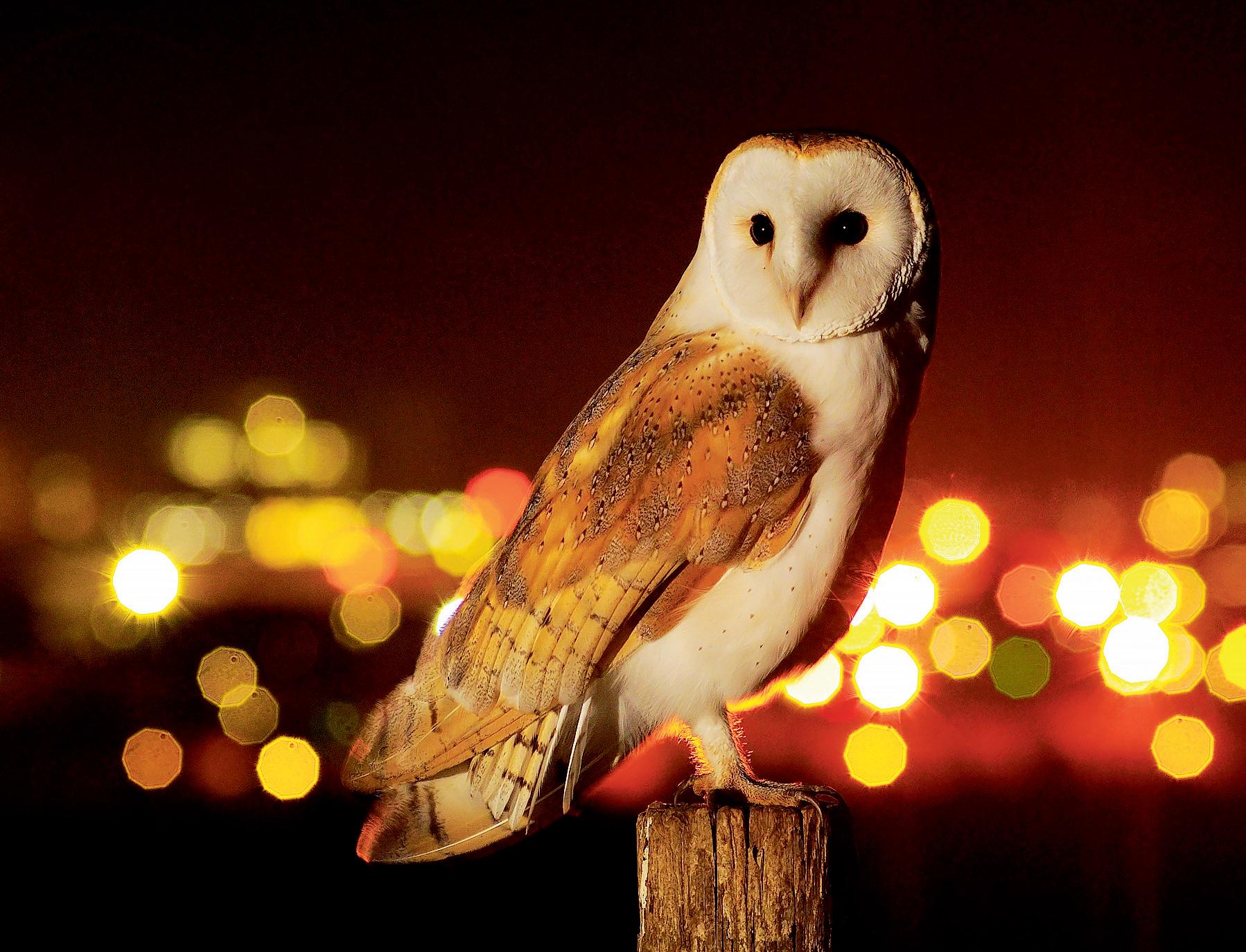 Hooting common Owls thrive in London's suburbs