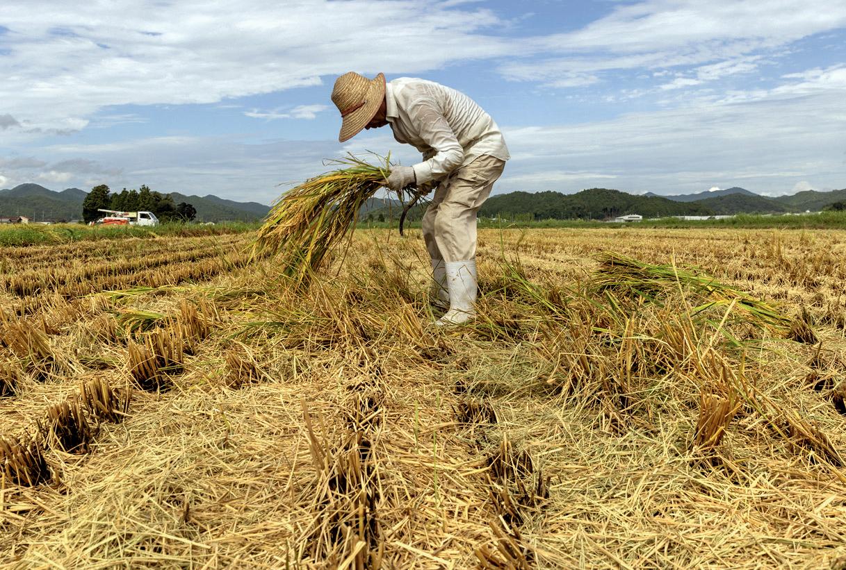 Spiralling prices force ministers to allow rice imports