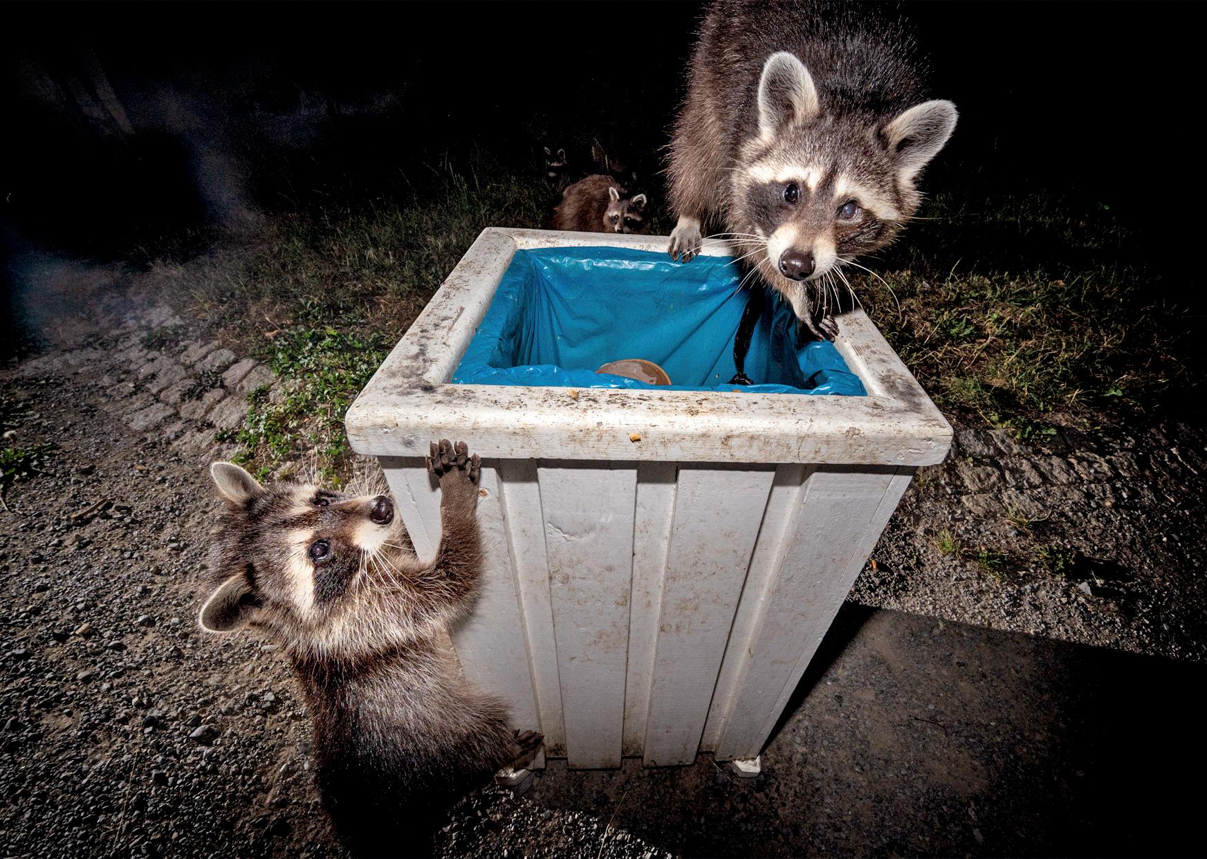 'We love and hate them' The German city overrun by raccoons