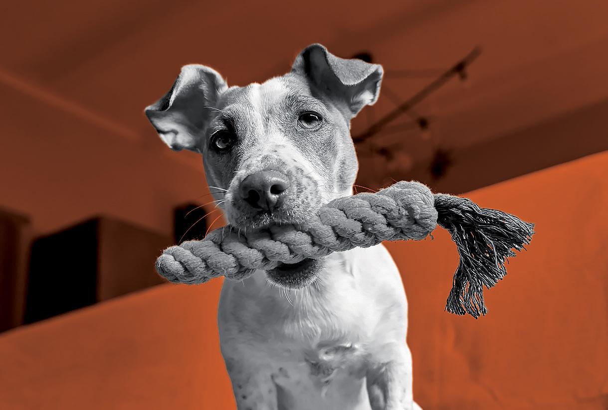 Animal language is far more complex than we can ever imagine