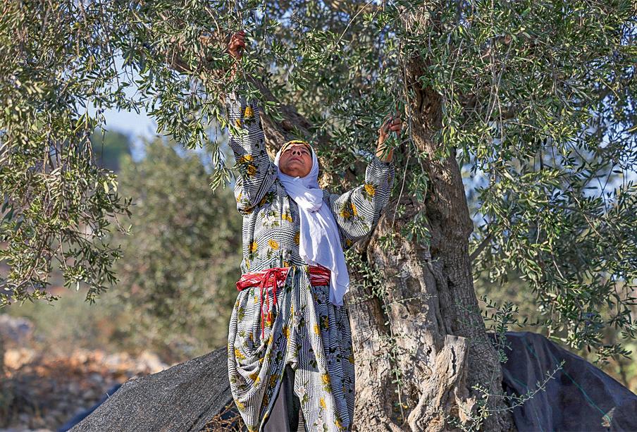 West Bank Olive farmers face settler violence