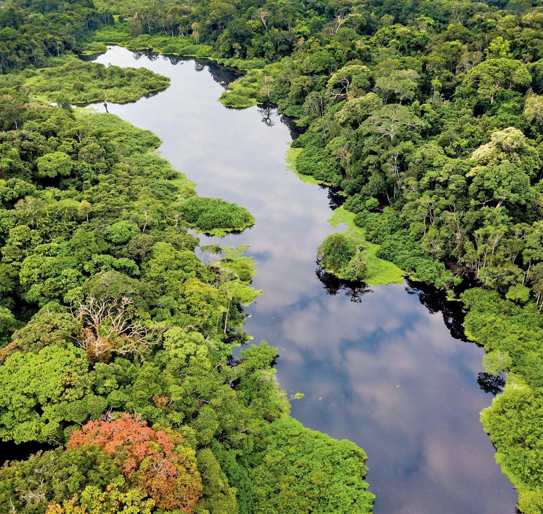 The rainforest the world forgot