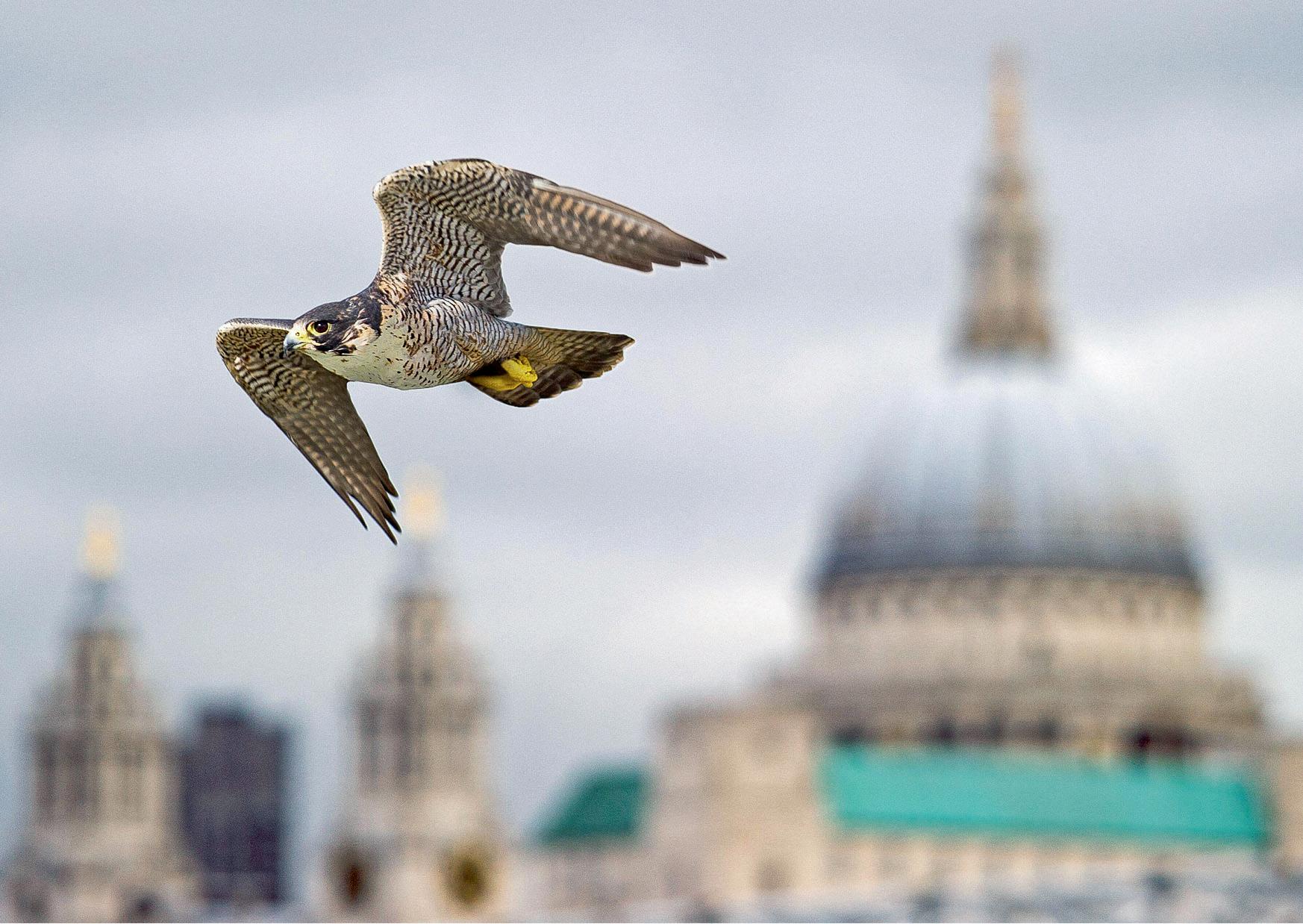 From falcons to scorpions: the species thriving in London