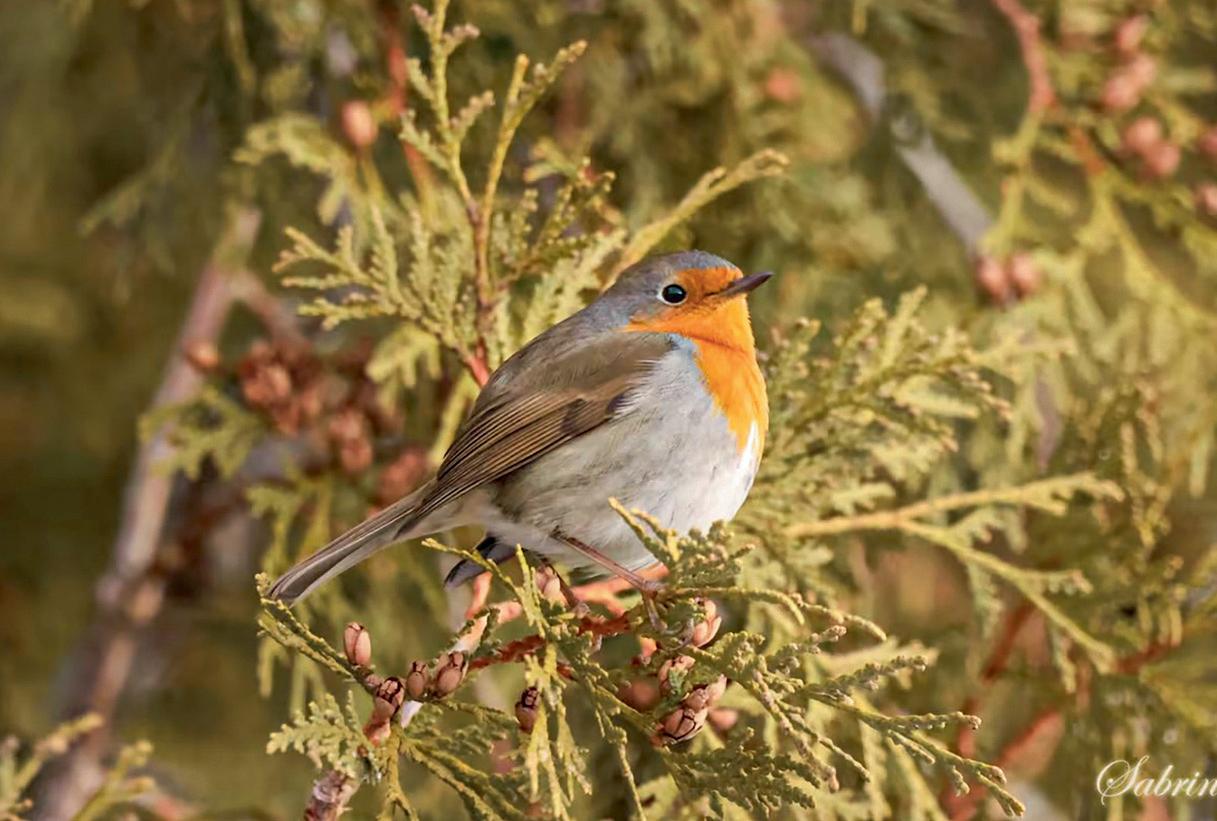Birders are bewitched and baffled by round robin trip