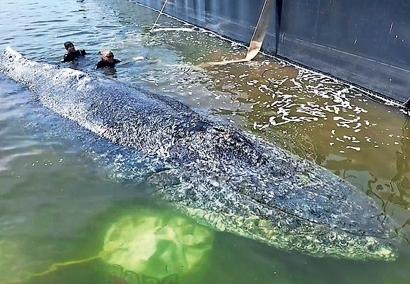 'A catastrophe' What the fate of Timmy the whale says about conservation