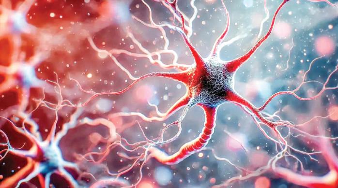 Research Confirms That Neurons Form In The Adult Brain