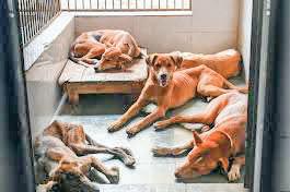 SC Prohibits Stray Dog Feeding Except in Dedicated Areas