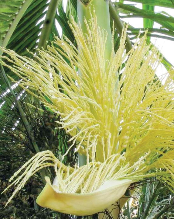 WHEN THE SERPENTS DANCE: AN ENCHANTED NIGHT IN PADUBIDRI