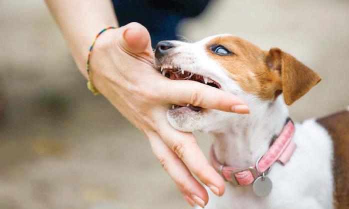 SOLVING THE DOG BITE PROBLEM
