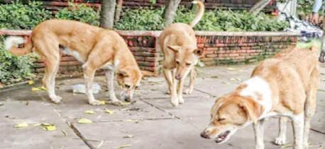 Address ‘deficiencies’ on compliance: SC to states