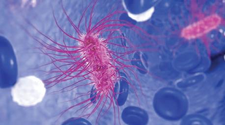 Scientists find E. Coli spreads as fast as swine flu