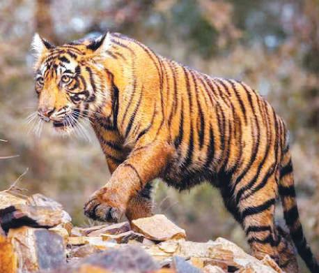 SPIKE IN TIGER DEATHS PUTS MADHYA PRADESH GOVERNMENT IN THE DOCK