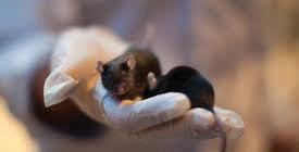 Scientists reverse Alzheimer’s in mice and restore memory