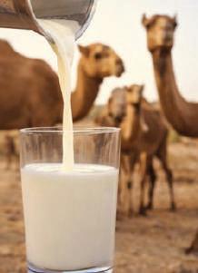 Camel milk: The future for India's camels