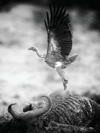 Vulture collapse fuels the stray dog, disease and wildlife crises