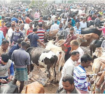 Maha invokes MCOCA against cow smuggling