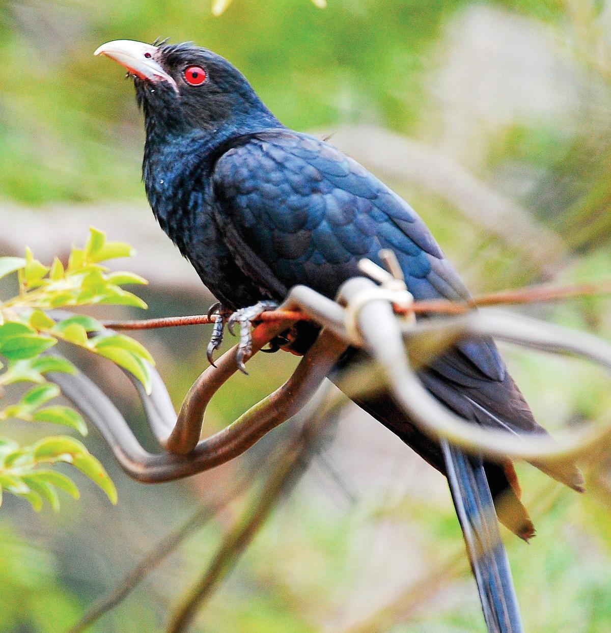 The cry of the cuckoo