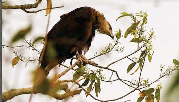 Endangered eagle from Mongolia returns to Assam's Kaziranga to breed 5th year in a row