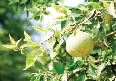 Wood apple wonders: Rajasthan's summer superfruit