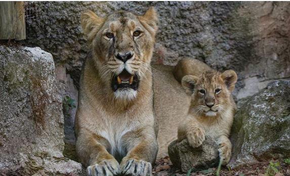 Four Asiatic lion cubs arrive in Delhi Zoo after 16 years