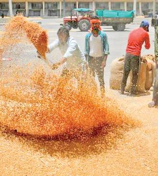 Govt wheat purchase over 250 lakh MT, 21 lakh farmers benefited