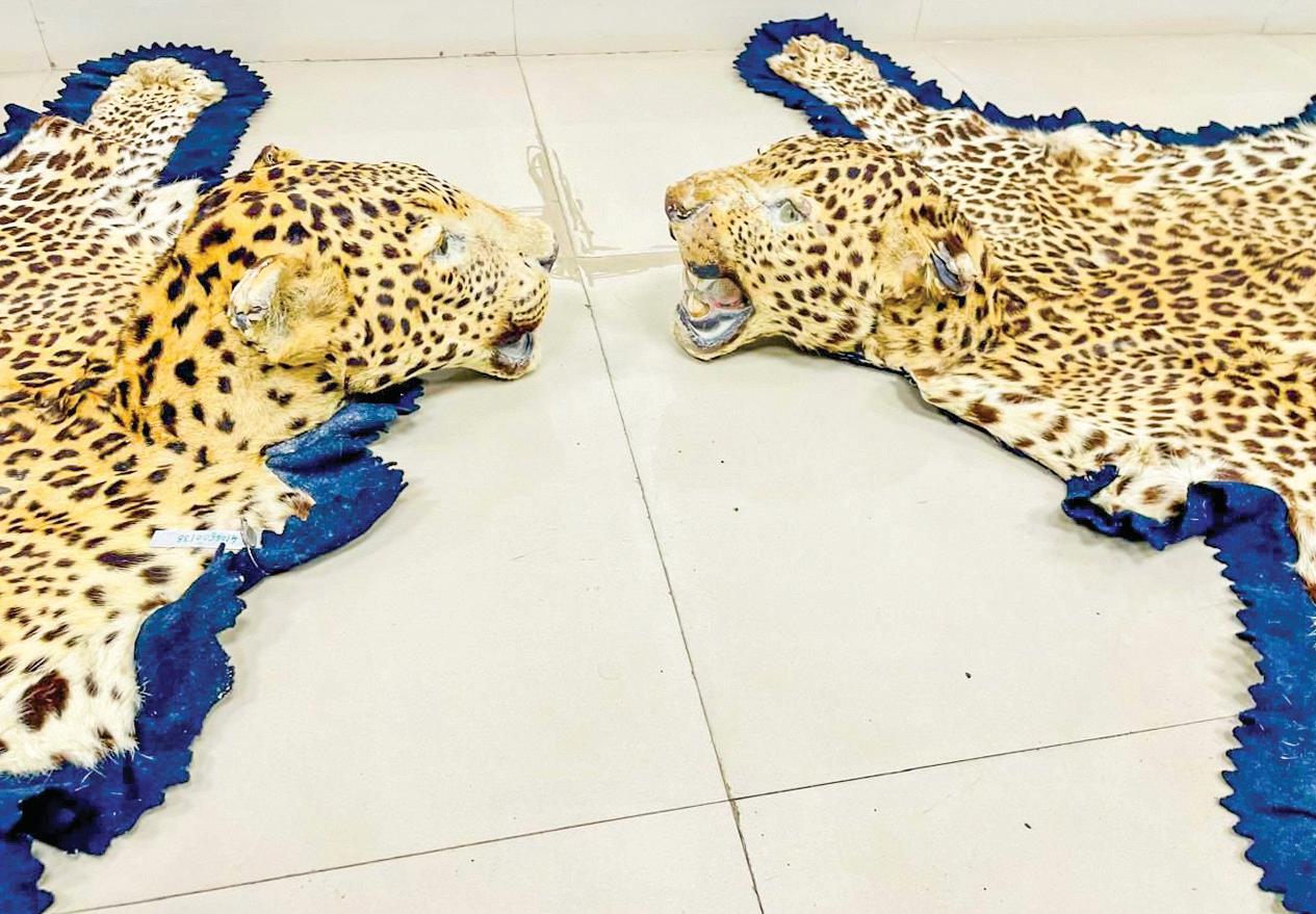 DRI seizes leopard skins with heads, wild boar ivory in MP; two traders held