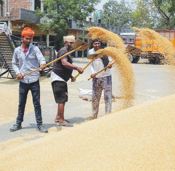 Wheat buys on MSP in Punjab, Haryana fall short of target