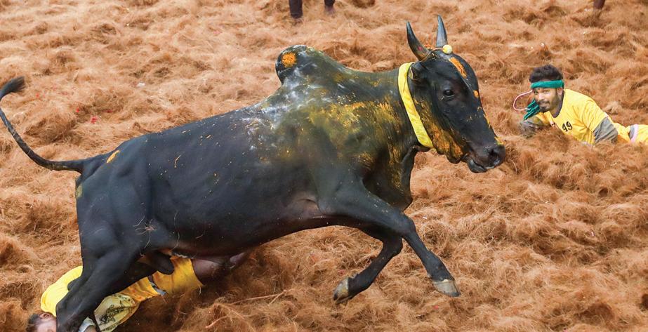 Grand Jallikattu Event With 750 Bulls Held In Tamil Nadu's Pudukkottai