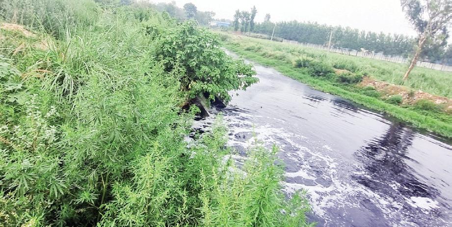 Top Haryana Officials Review Yamuna Catchment Projects to Curb Pollution